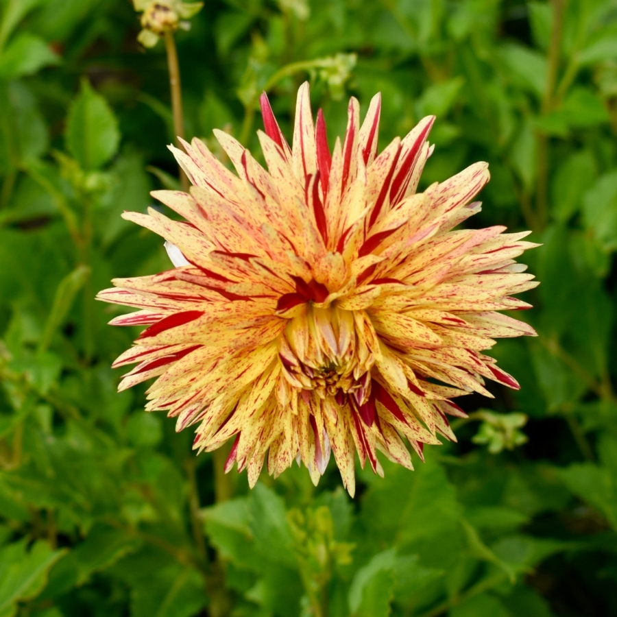 Георгина Вайнсом Георгина Вайнсом - Dolina-Sad.Ru