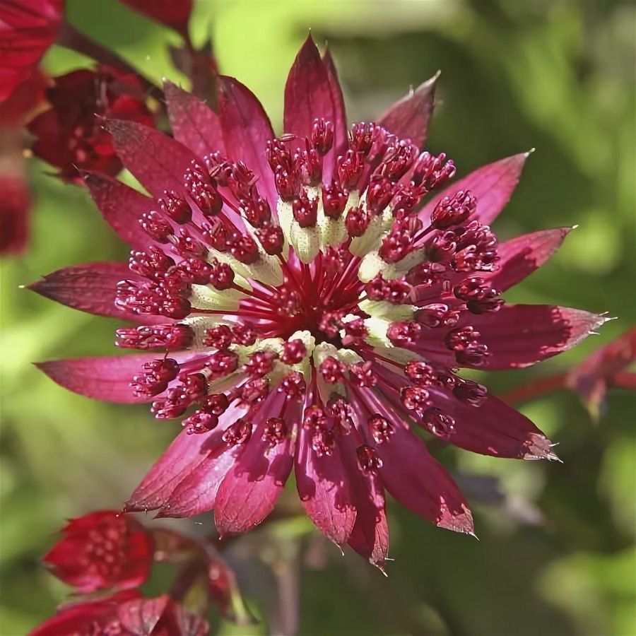 Астранция Дарк Шайни Айз - Dolina-Sad.Ru