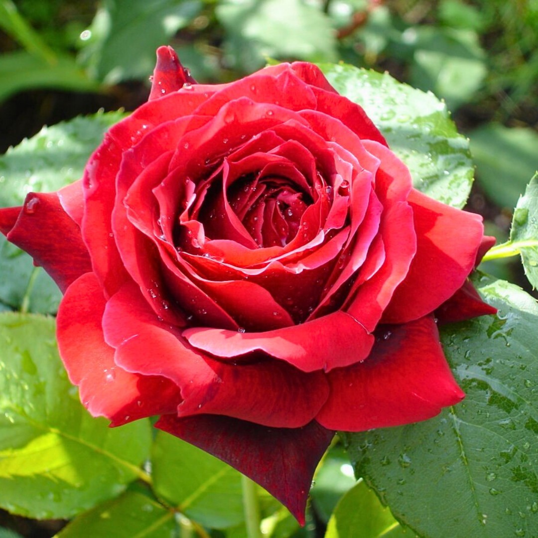 Роза Алматинка в горшке - Dolina-Sad.Ru