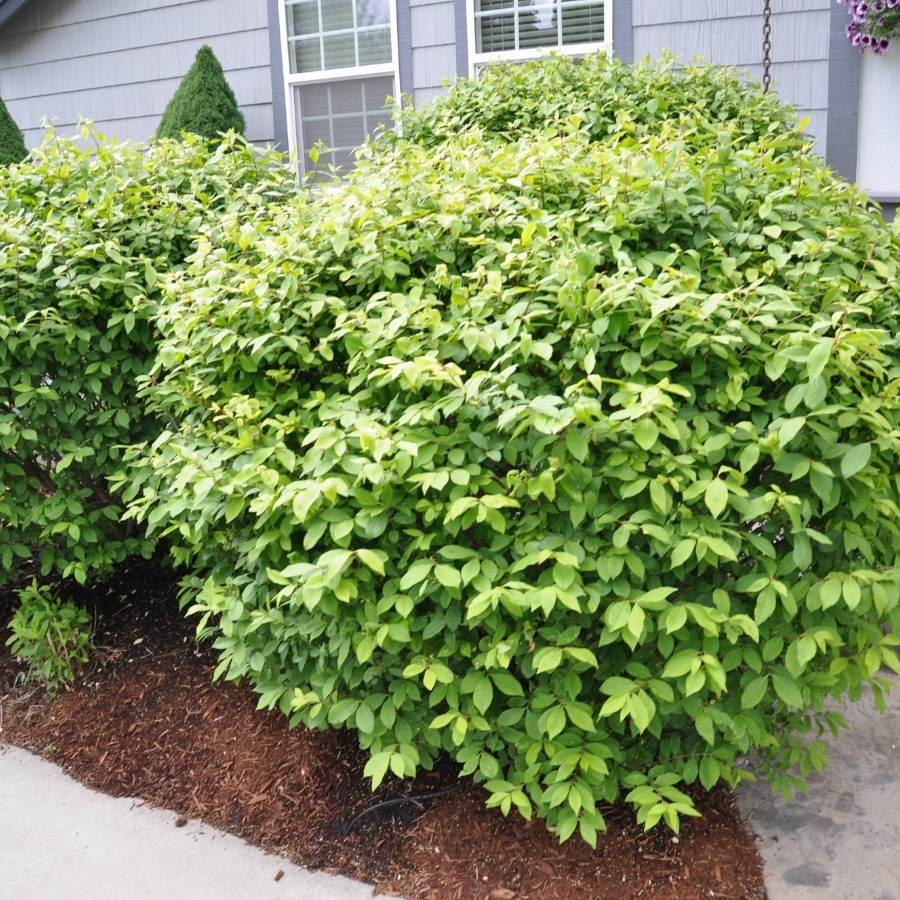 Бересклет крылатый Компактус, С3 - Dolina-Sad.Ru