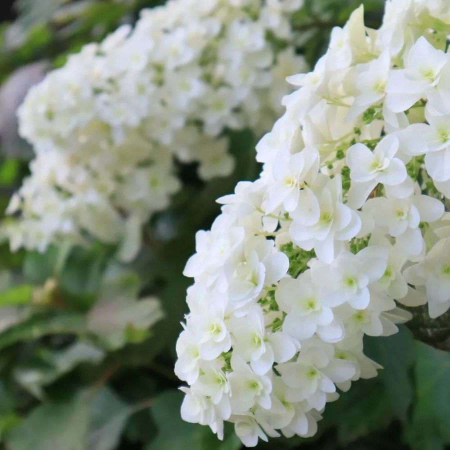 Гортензия дуболистная Сноу Квин, С2 - Dolina-Sad.Ru