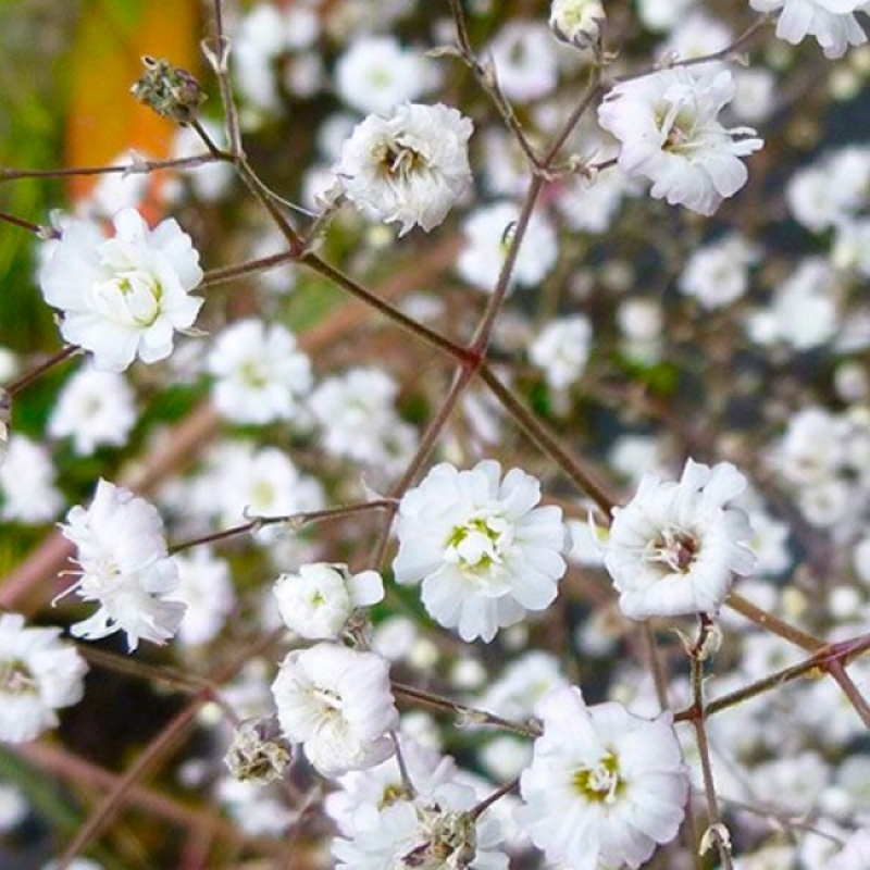 Гипсофила Бристол Фейри - Dolina-Sad.Ru
