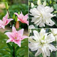 Комплект махровых лилий Мечта Комплект махровых лилий Мечта - Dolina-Sad.Ru