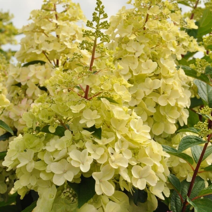 Гортензия метельчатая Канделайт на штамбе - Dolina-Sad.Ru