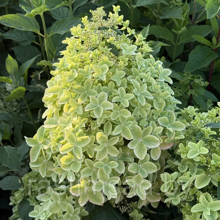 Гортензия метельчатая Металика, С2 Гортензия метельчатая Металика, С2 - Dolina-Sad.Ru