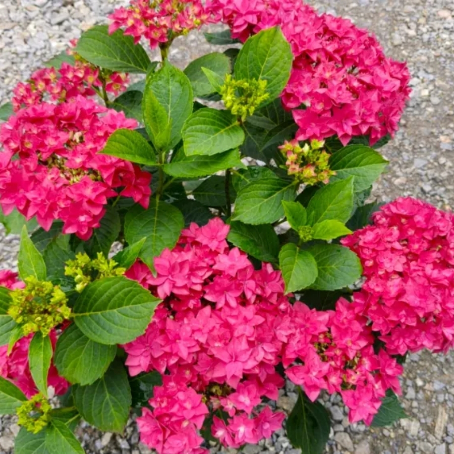 Гортензия крупнолистная Фрэнси Хот Пинк - Dolina-Sad.Ru