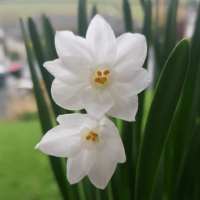 Нарцисс Зива Нарцисс Зива фото