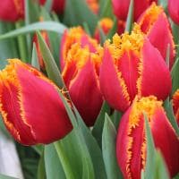 Тюльпан Криспи Артэйр Тюльпан Криспи Артэйр фото