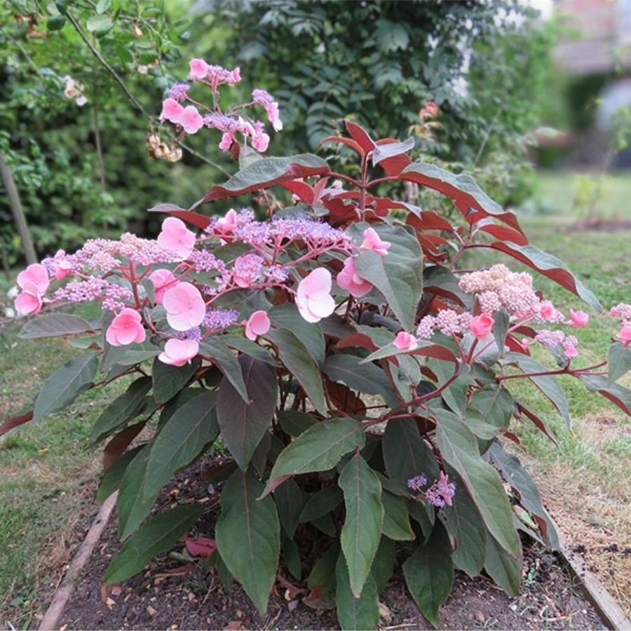 Гортензия шершавая Хот Шоколад, С3 - Dolina-Sad.Ru