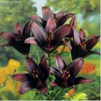 Лилия Ландини Лилия Ландини фото