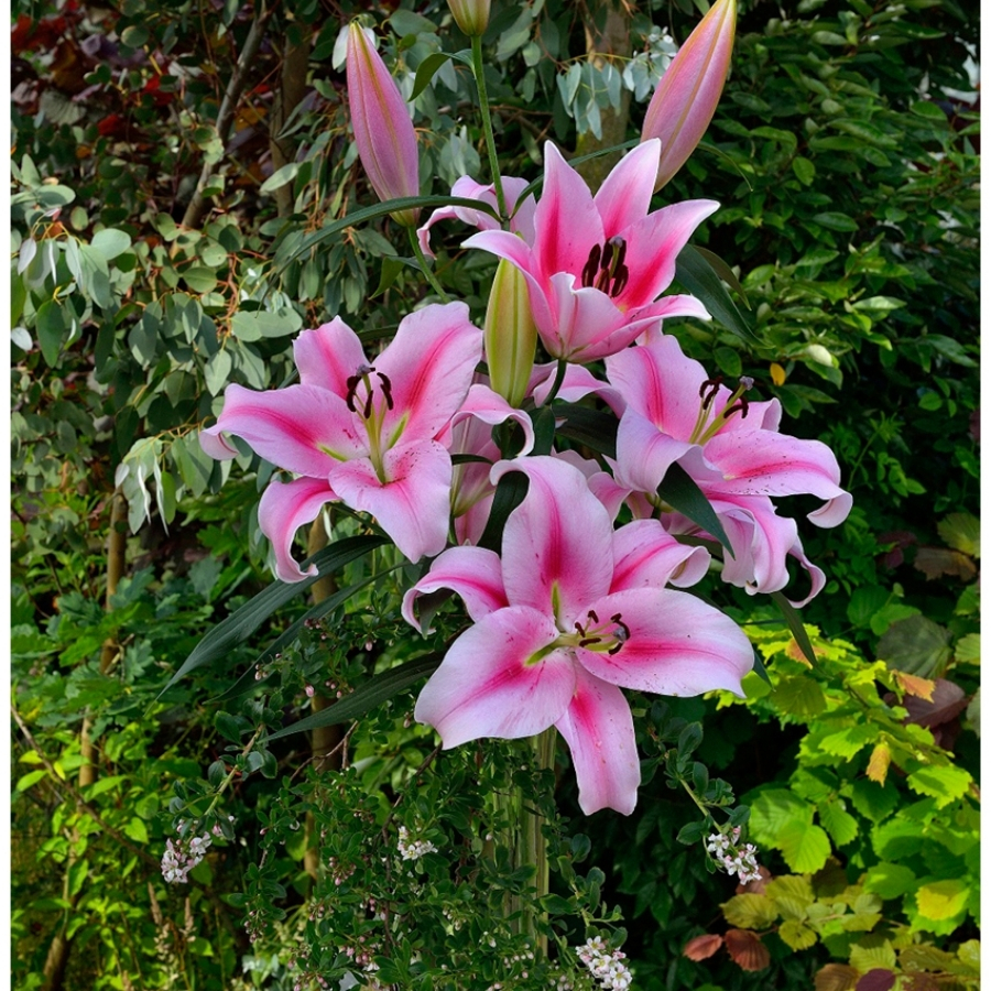 Лилия Фронтера Лилия Фронтера - Dolina-Sad.Ru