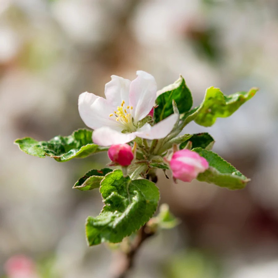 Яблоня лесная Биттенфейдэ, С3 - Dolina-Sad.Ru