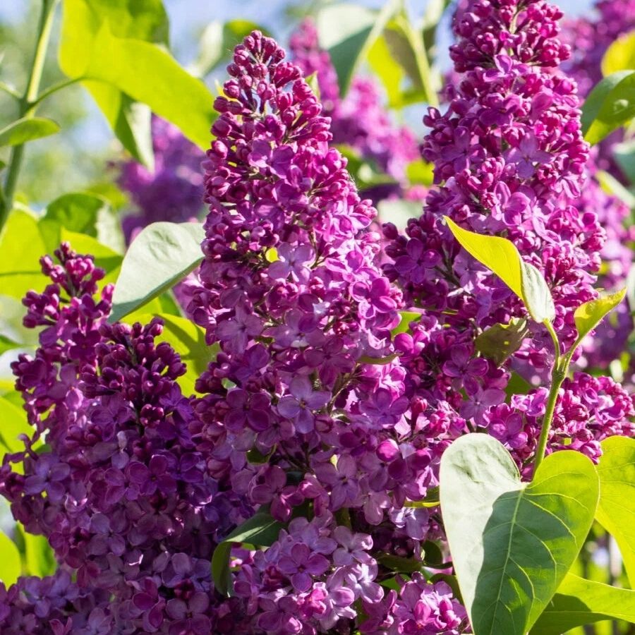 Сирень обыкновенная Маршал Фош, С2 - Dolina-Sad.Ru