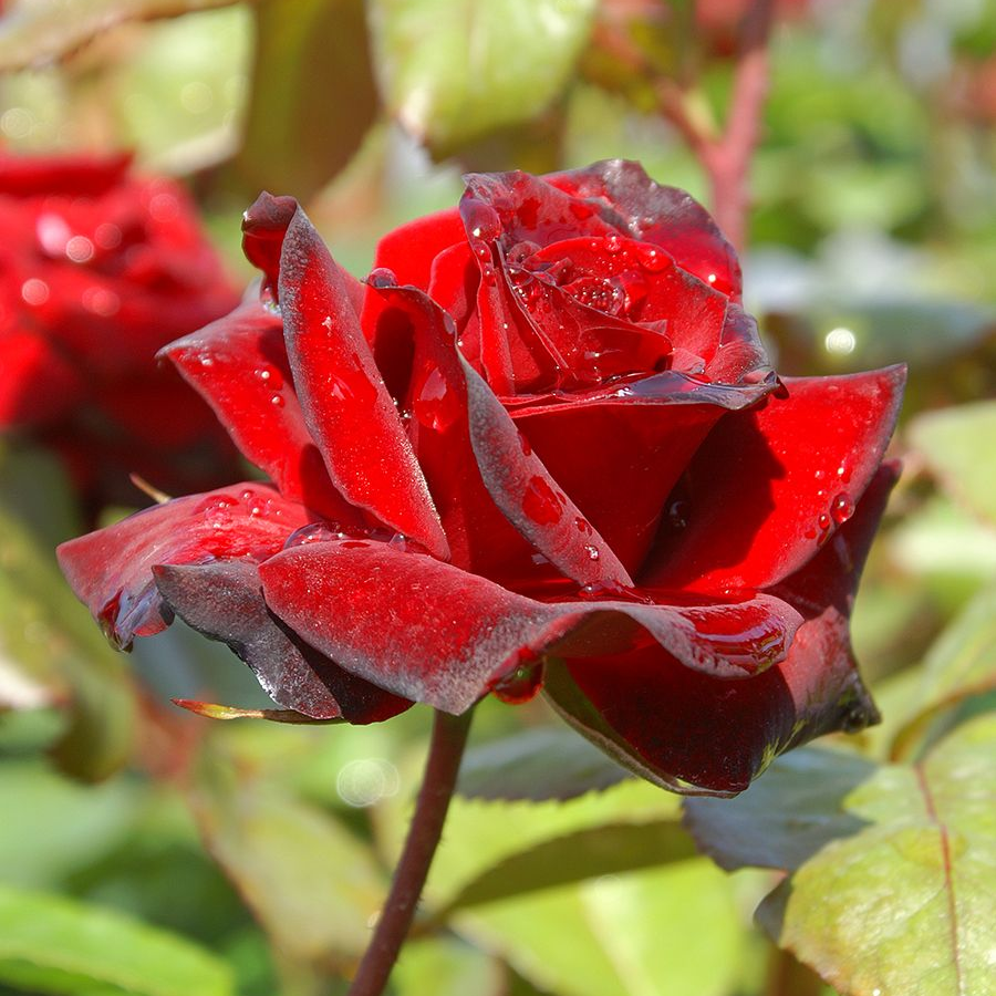 Роза штамбовая Николо Паганини - Dolina-Sad.Ru