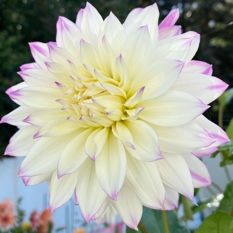 Георгина Фернклифф Иллюжн Георгина Фернклифф Иллюжн - Dolina-Sad.Ru