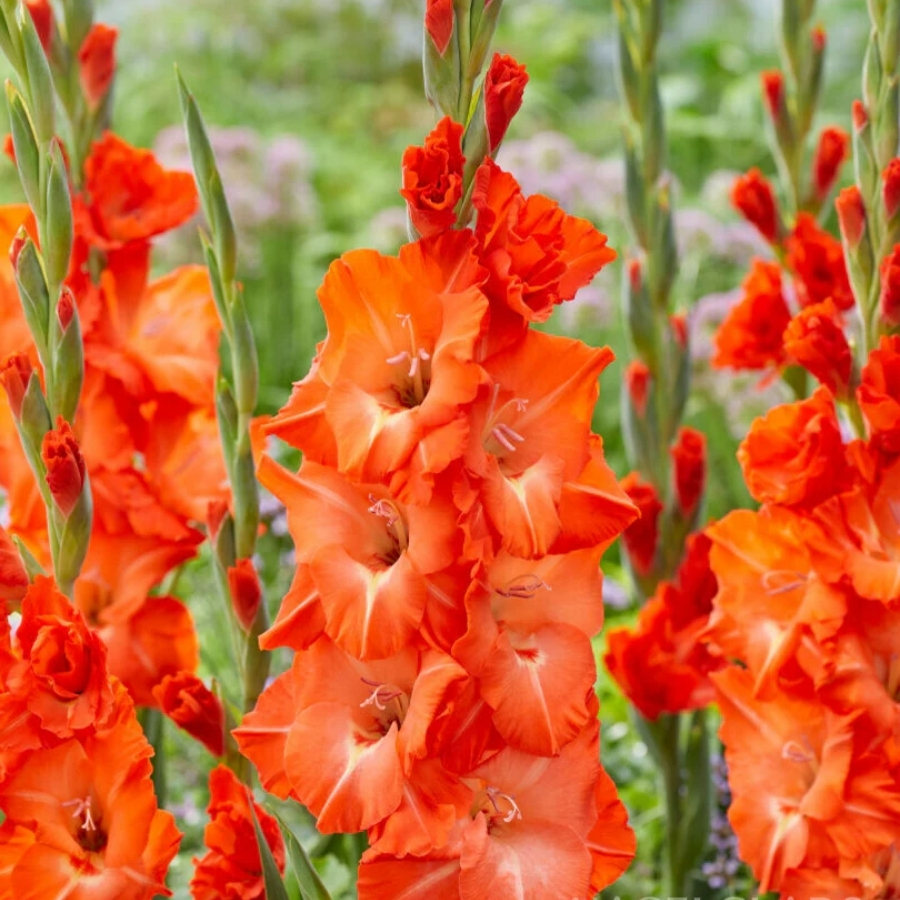 Гладиолус Сторми - Dolina-Sad.Ru