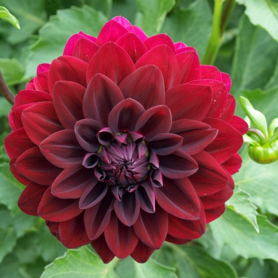 Георгина Вуду - Dolina-Sad.Ru