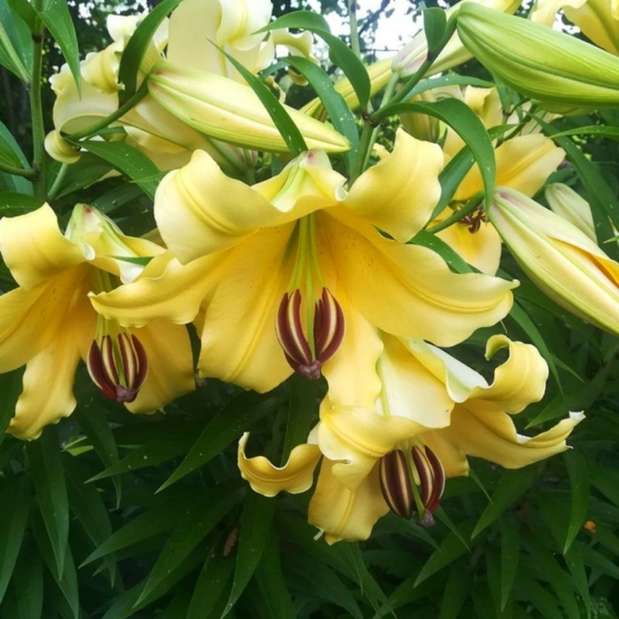 Лилия Элдорет Лилия Элдорет - Dolina-Sad.Ru