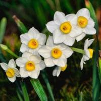 Нарцисс Аваланш Нарцисс Аваланш фото