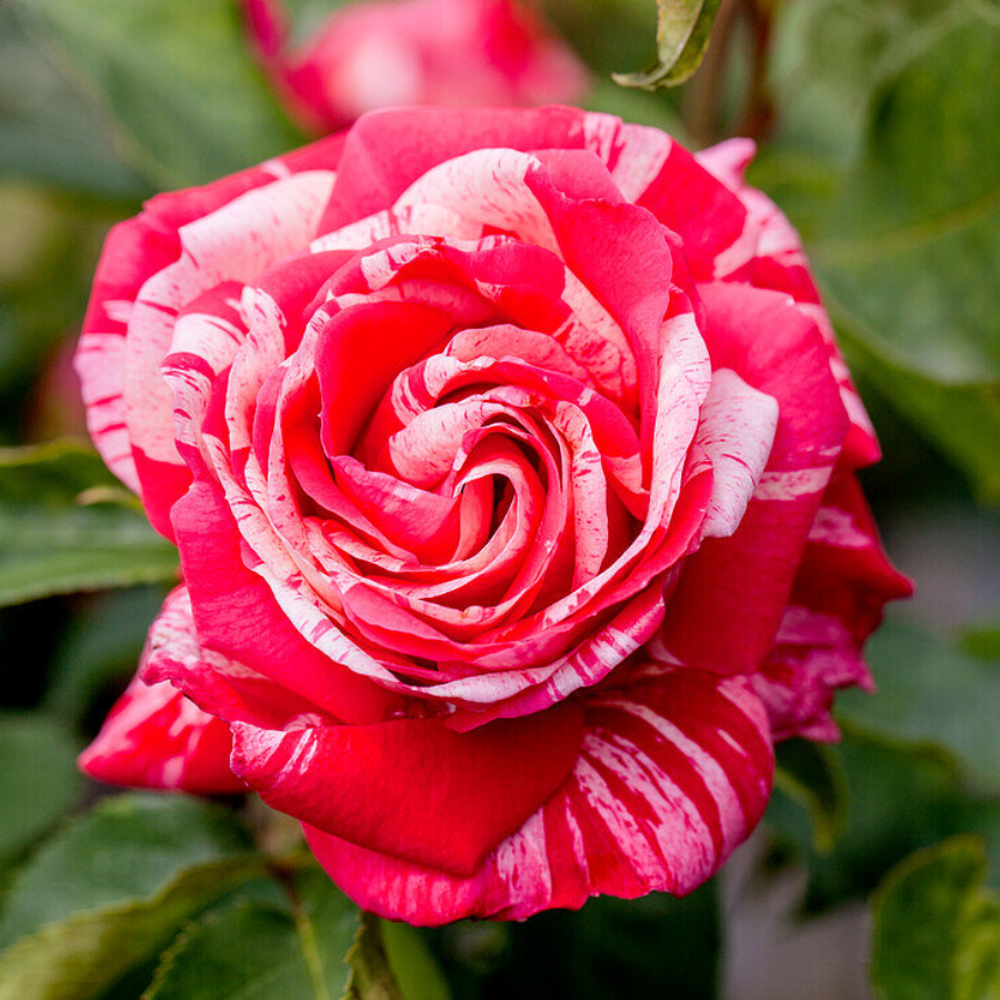 Роза штамбовая Папагено - Dolina-Sad.Ru