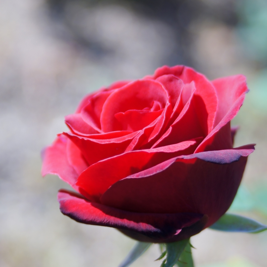 Роза штамбовая Гранд Гала - Dolina-Sad.Ru