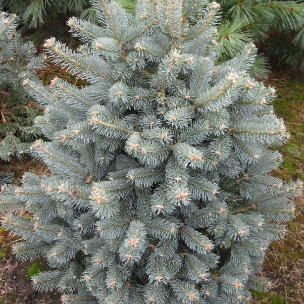 Пихта горная Компакта фото