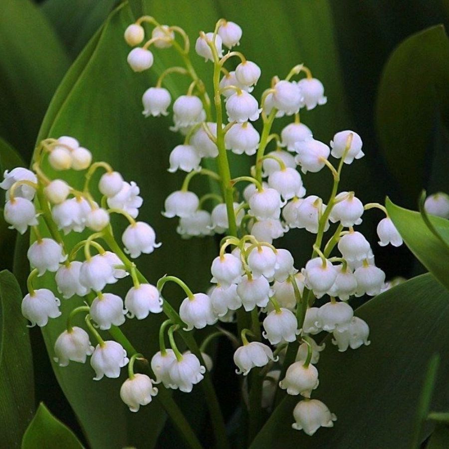 Ландыш майский Брайдал Чойс - Dolina-Sad.Ru