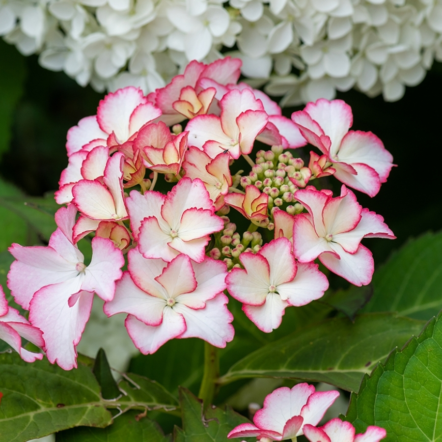 Гортензия крупнолистная Мираи - Dolina-Sad.Ru