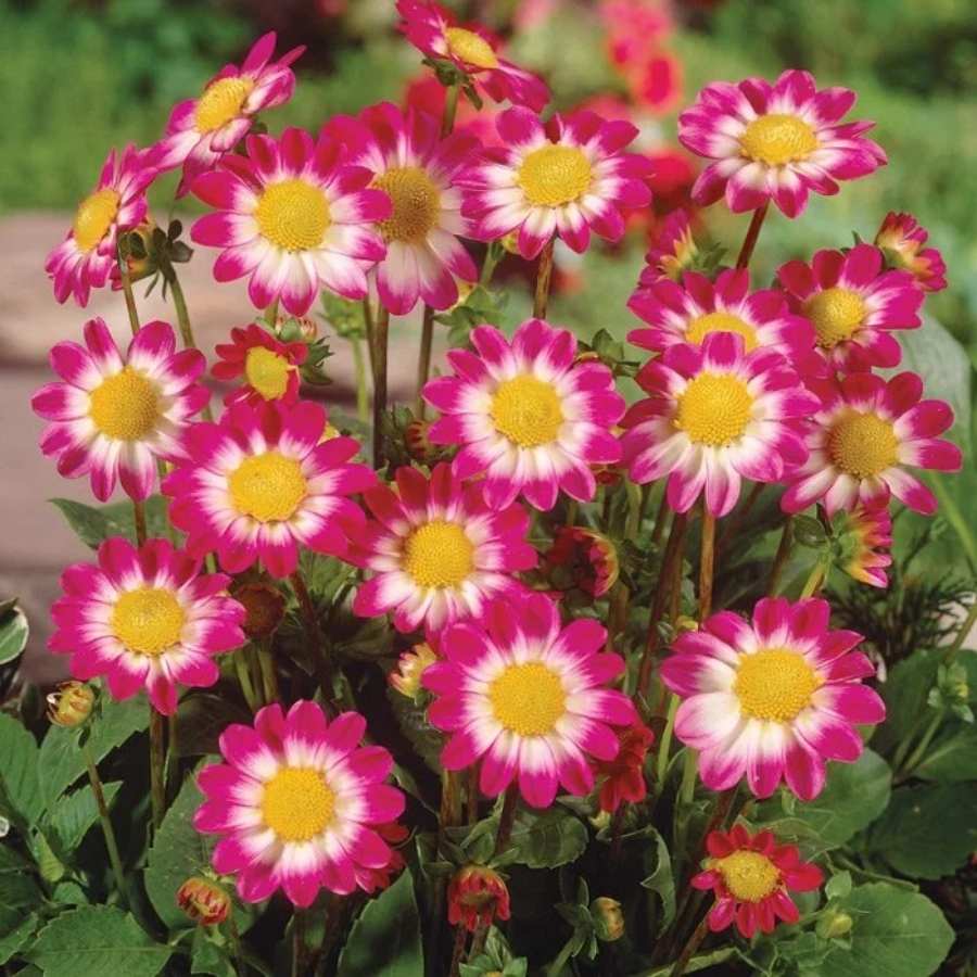 Георгина Свитхарт Георгина Свитхарт - Dolina-Sad.Ru