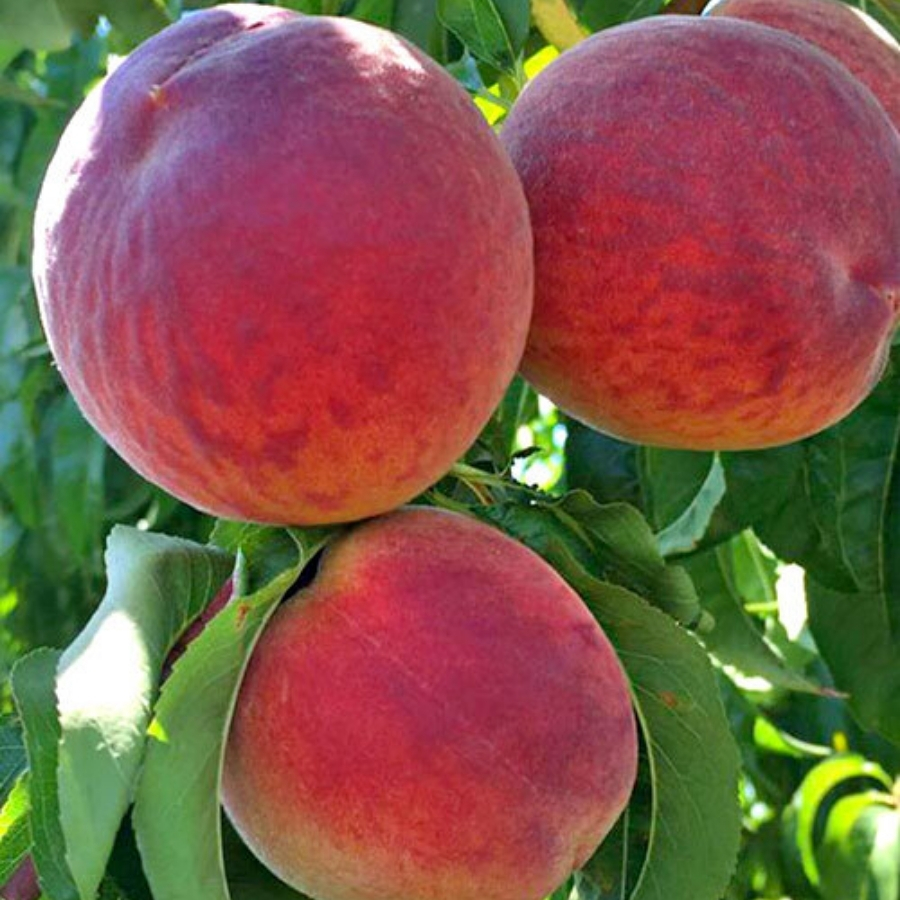 Персик Кардинал - Dolina-Sad.Ru