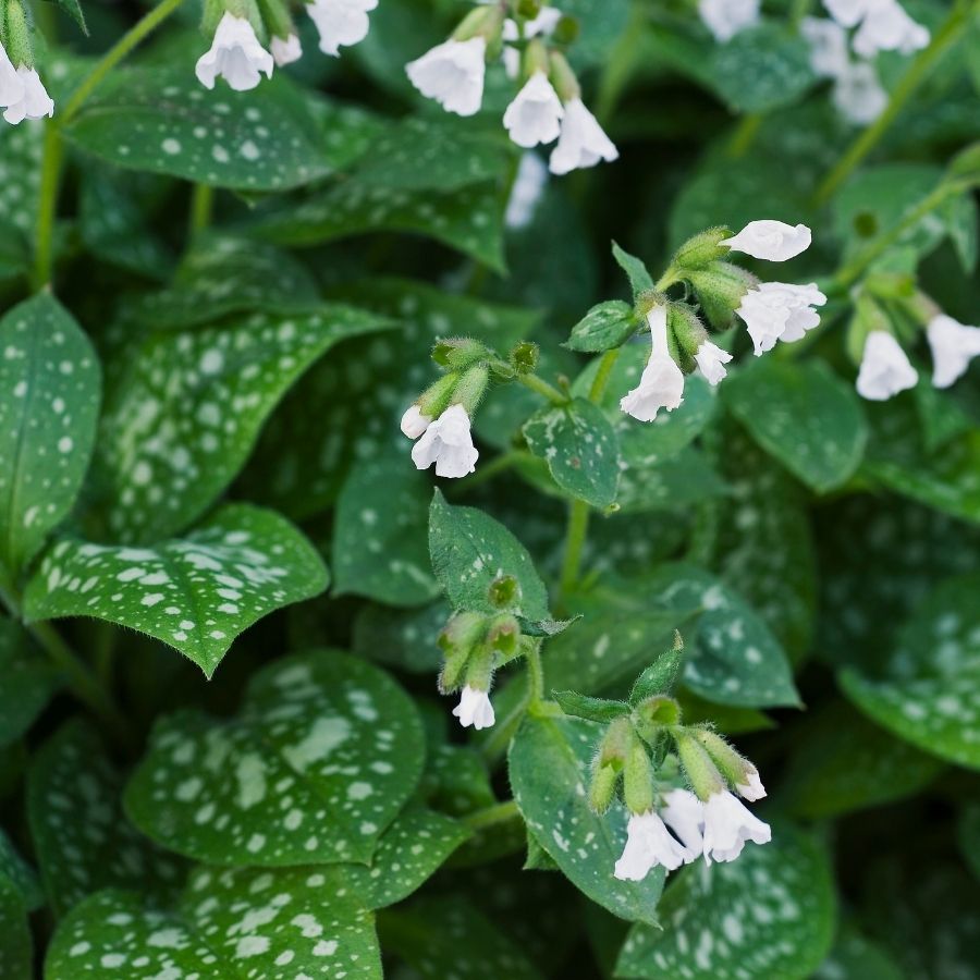 Медуница лекарственная Сиссингхерст Вайт Медуница лекарственная Сиссингхерст Вайт - Dolina-Sad.Ru