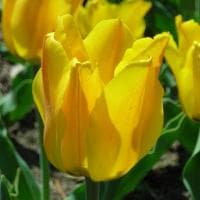 Тюльпан Голден Танго Тюльпан Голден Танго фото