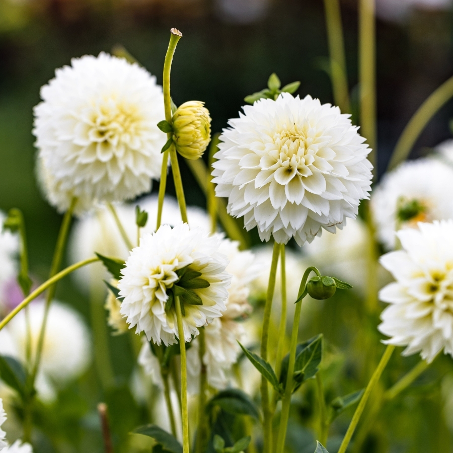 Георгина Мияма Фубуки Георгина Мияма Фубуки - Dolina-Sad.Ru