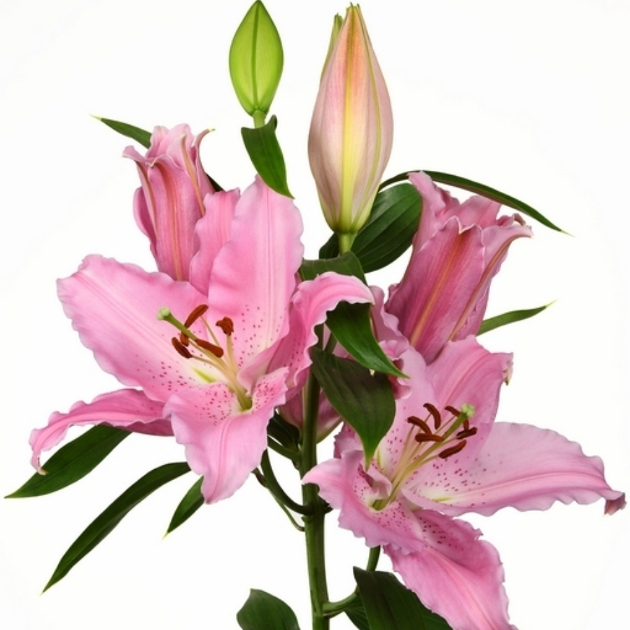 Лилия Катемака Лилия Катемака - Dolina-Sad.Ru