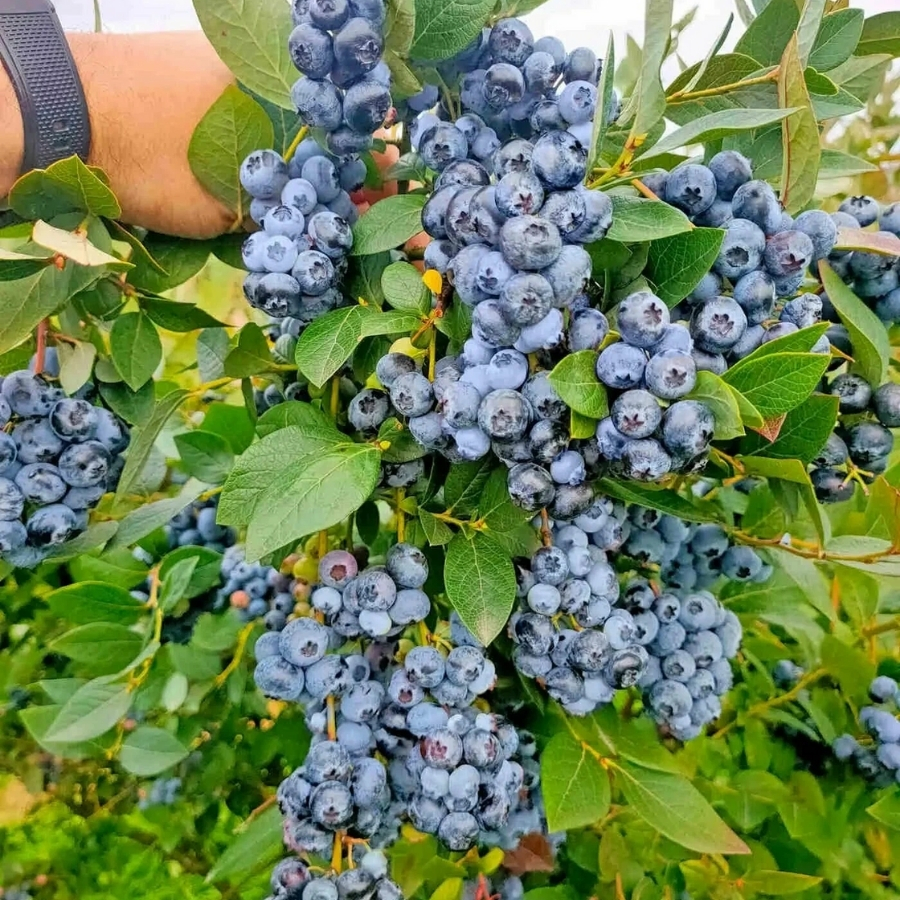 Голубика Аврора Голубика Аврора - Dolina-Sad.Ru