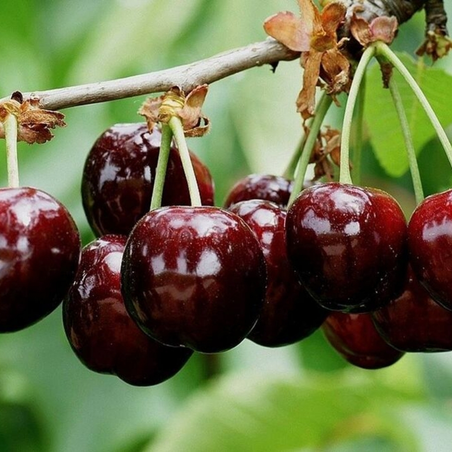 Черешня Бурлат - Dolina-Sad.Ru