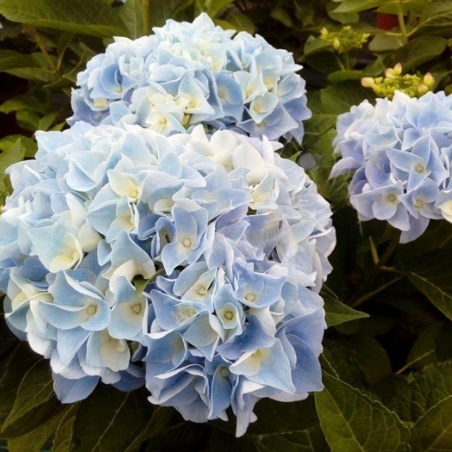 Гортензия крупнолистная Анконг - Dolina-Sad.Ru