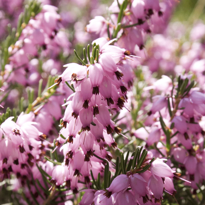 Эрика дарленская Дарлей Дэйл фото