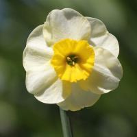 Нарцисс Сан Диск Нарцисс Сан Диск - Dolina-Sad.Ru