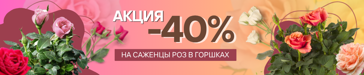 розы - 40%