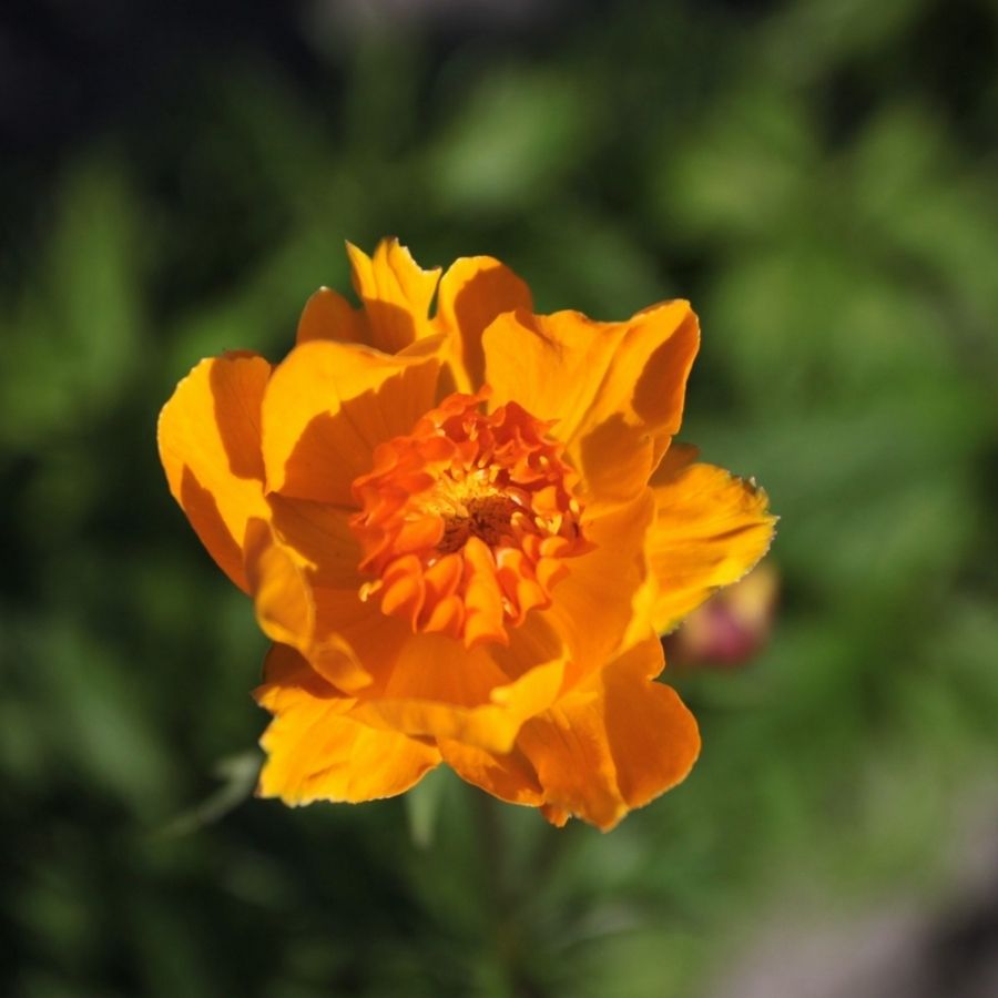 Купальница Оранж Крест - Dolina-Sad.Ru