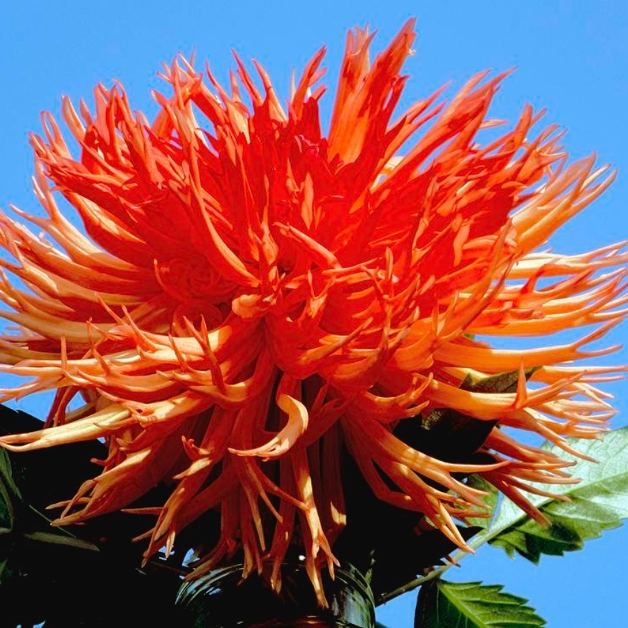 Георгина Оранж Мармелад Георгина Оранж Мармелад - Dolina-Sad.Ru