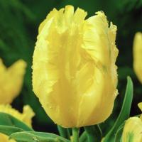 Тюльпан Игл Вингс Тюльпан Игл Вингс фото