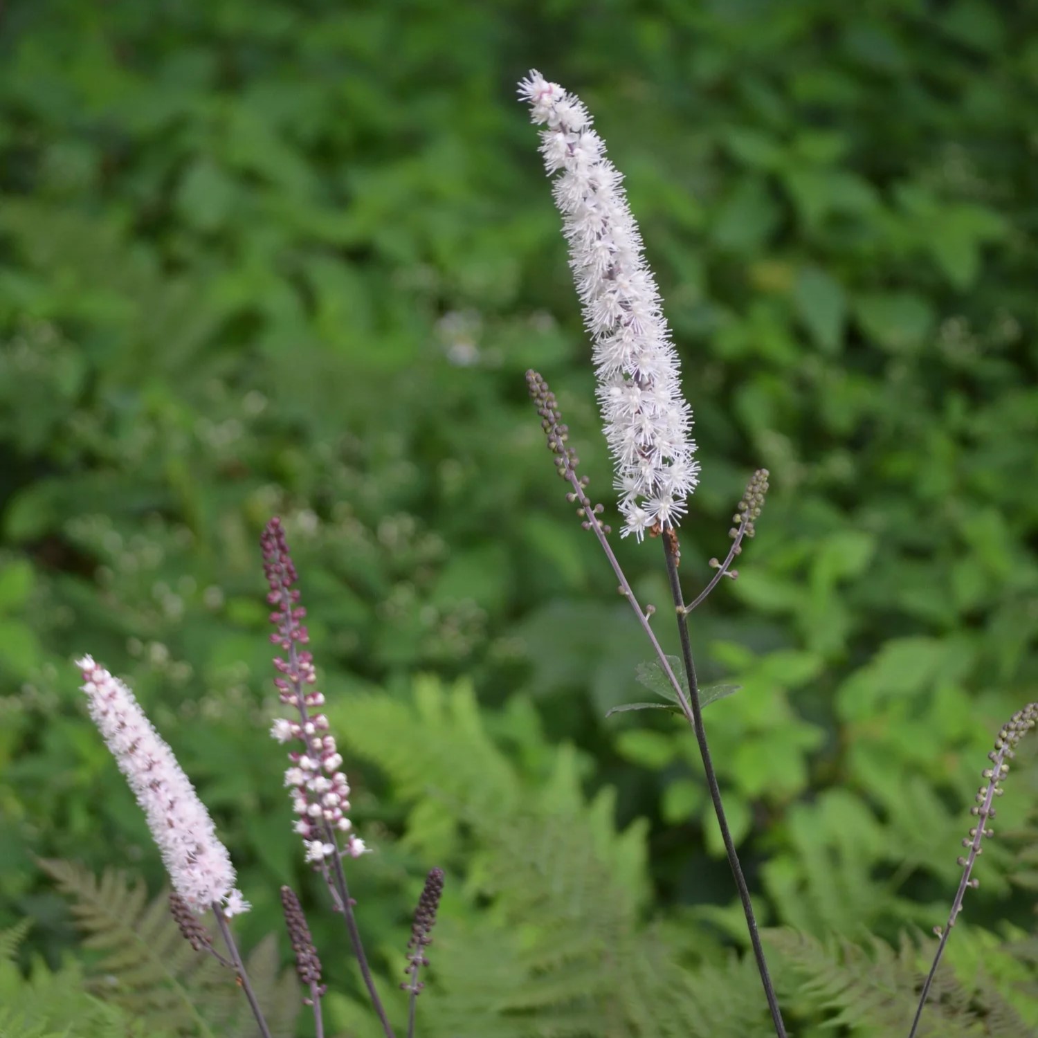 Воронец простой Пинк Спайк Воронец простой Пинк Спайк - Dolina-Sad.Ru