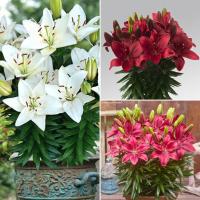 Комплект низкорослых лилий Фантазия Комплект низкорослых лилий Фантазия - Dolina-Sad.Ru