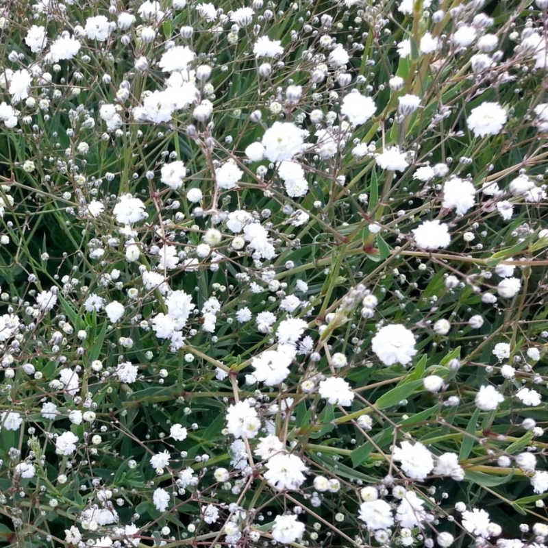 Гипсофила Бристол Фейри - Dolina-Sad.Ru