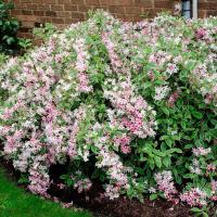 Вейгела цветущая Санни Принцесс - Dolina-Sad.Ru