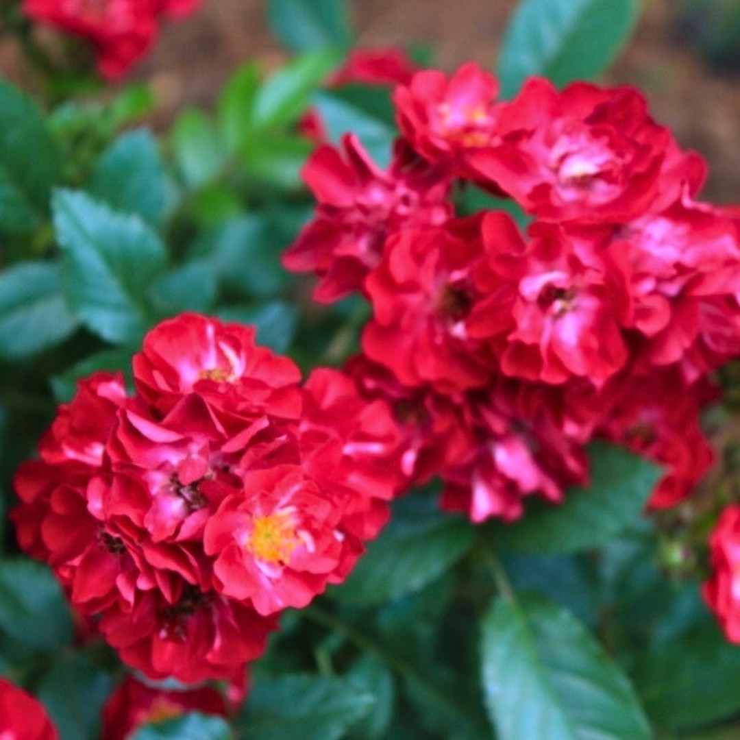 Роза Иониум в горшке - Dolina-Sad.Ru