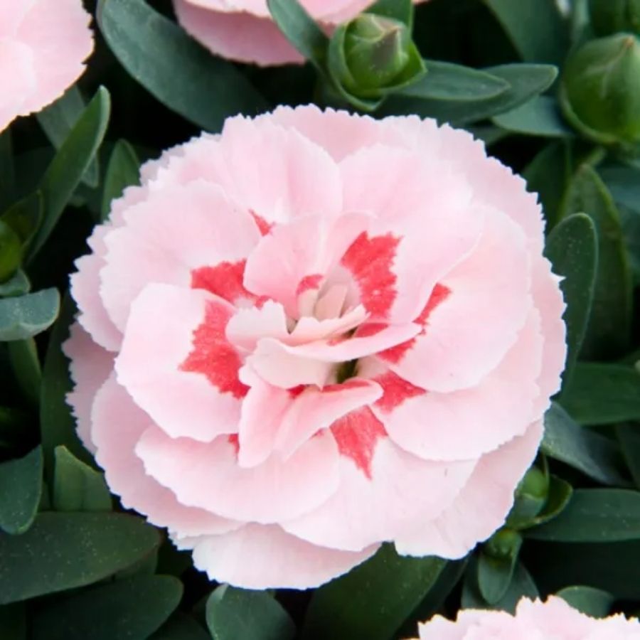 Гвоздика Оскар Пинк Стар - Dolina-Sad.Ru