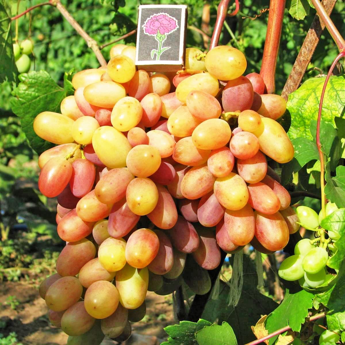 Сорт винограда велюр отзывы. Виноград плодовый Преображение (c3).